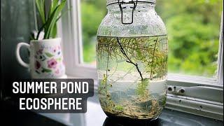 Summer Pond DIY Ecosphere - How To Make An Ecosphere or Jarrarium - Self Sustaining Ecosystem