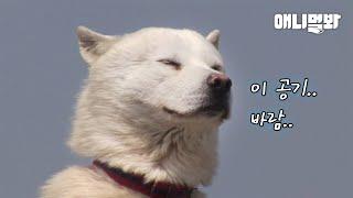 산 정상에서 부는 바람이 내 털을 스칠때 난 살아있음을 느낀다ㅣWhat Happened After Followed The Lead Of The Island Guide Dog Is