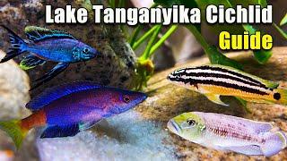 Everything You NEED to Know About Lake Tanganyika Cichlids!