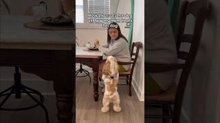 Other dogs vs. how my MEXICAN mom treats her dog! #mexican