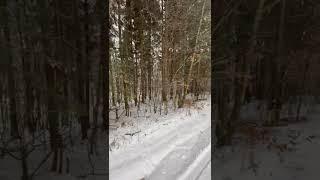 The winter forest in the Carpathians is incredibly beautiful