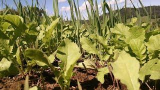 The POWER of Winter Rye for Whitetail Food Plots