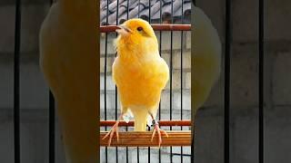 canary singing training