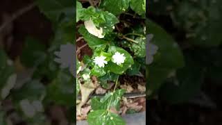 Jasmine flowers #ytshort #flower #reels #youtubeshorts #youtube #gardening #trending #trendingshorts