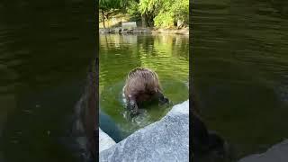 Capi al agua#capybara #capibara #carpincho #EliteBara