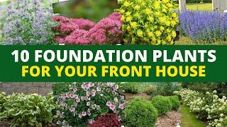 Top 10 Easy-Breezy Foundation Plants for Your Front House 