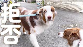 トリミングが嫌で逃げようとする弟犬を励ますお姉ちゃん犬が優しすぎる【ボーダーコリー・オーストラリアンシェパード】