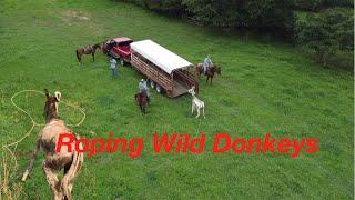 Rescuing Wild Donkeys #roping #cowboys #broncs and donks #donkeys