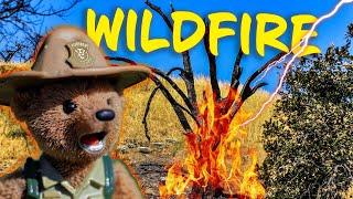 Wildfires: Causes & staying safe  Nature Earth Science