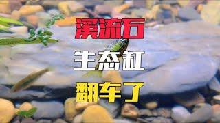 无过滤溪流缸能不能养好鱼？答案来了