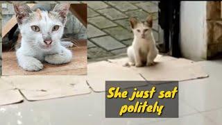 The full story of Honey, the polite kitten@lilyivo