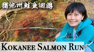 猶他州鮭魚迴游旅遊景點，鮭魚悲壯的一生 Salmon Run Porcupine Reservoir