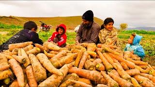 فصل برداشت محصولات زردک یا هویچ | Sabzi mahsulotlarini yig'ish