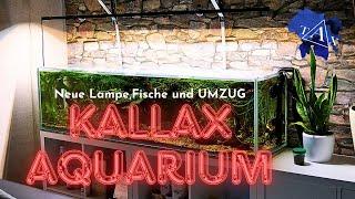 UMZUG IKEA  KALLAX AQUARIUM