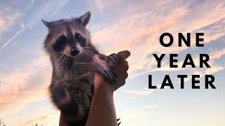 1 Year without my Pet Raccoon: In memory of Tito