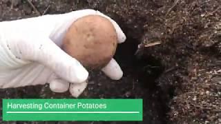 Harvesting Container Potatoes