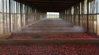 TABASCO® Chipotle Sauce: Mexican heritage meets Louisiana tradition