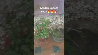 #garden #gardening #gardeningtips #gardentour #plants #gardener #homegarden #madithottam #tamil