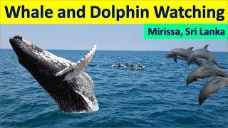 Whale Watching in Mirissa, Sri Lanka: Dolphins, Whales, and More