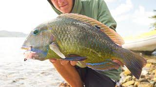 Fishing the WHITSUNDAYS | Tropical reef fishing FNQ