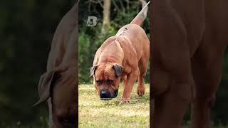 The Boerboel History  #thebullyview #boerboeldog