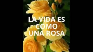 LA VIDA ES COMO UNA ROSA