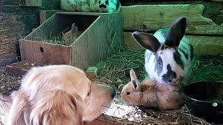 Rabbit shows Golden Retriever her babies