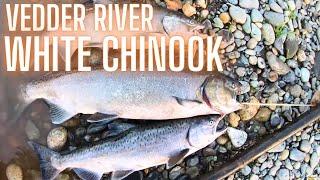 Vedder River White Chinook Salmon Float Fishing Roe