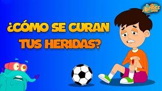 ¿Cómo Se Curan Tus Heridas? | Vídeos Educativos | Conocimientos Generales | Documentales Para Niños