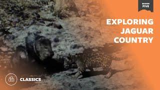 Exploring Jaguar Country | Mutual of Omaha's Wild Kingdom