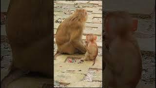 Luno: Growing Up Different 35 #shorts #cute#Monkeys#animals