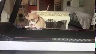 LOL! Forbidden Love - Dog making love to cat on treadmill