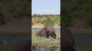 Exploring the wild beauty of Chobe National Park