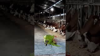 mollarni semirtirish #milk #cow #agro #automobile #rek #vet #bull #dairy #farming #animals