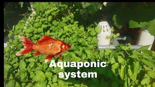 My aquaponics system-veggies & fish growing healthy- for beginners At Home .