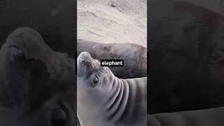 How Big Is an Elephant Seal? #shorts