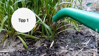 "Die Klima-Checker": Wie spare ich Wasser im Garten? (Folge 13)