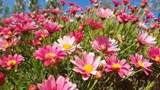 Beautiful pink daisies. Field of pink flowers. Sunny day.