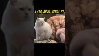 할머니에게 엄청난 경고를 한 냥냥이!