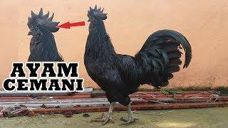 KÜMESİMİZİN YENİ IRKI AYAM CEMANİ !! (Kara Tavuk)