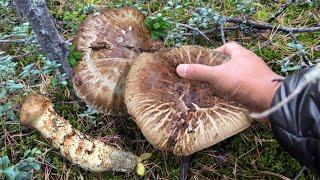 MATSUTAKE "KABUTENG NAPAKAMAHAL" LIBRE LANG SA GUBAT! PICK, COOK & EAT! MUSHROOM FORAGING! FORAGE.