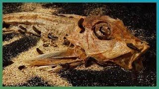 Gross! Fish Decomposition Time-Lapse | BBC Earth Explore