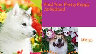 ️ April Showers Bring Stunning May Flowers At Petland Sarasota 