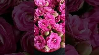 #賞花#長壽花