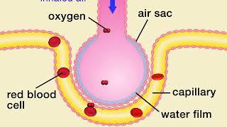 Animation 7.1 Gas exchange in air sacs