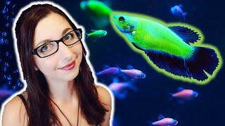 GLOFISH BETTA CARE GUIDE |  GloFish Care Guide Series Ep. 6 | Betta Splendens