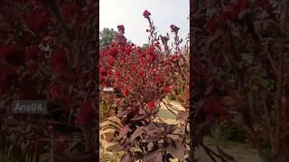 Home Garden | Love Plants |Nature #shorts #reels #youtube #garden #rose #flowers #ans04