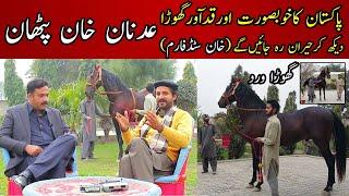 The most beautiful Pakistani horse || Adnan khan stud farm || Desi horse || Pakistani horse farm