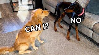 Golden Retriever Tries To Mate With Doberman | HILARIOUS REACTION