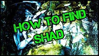 How to catch shad - where to find shad